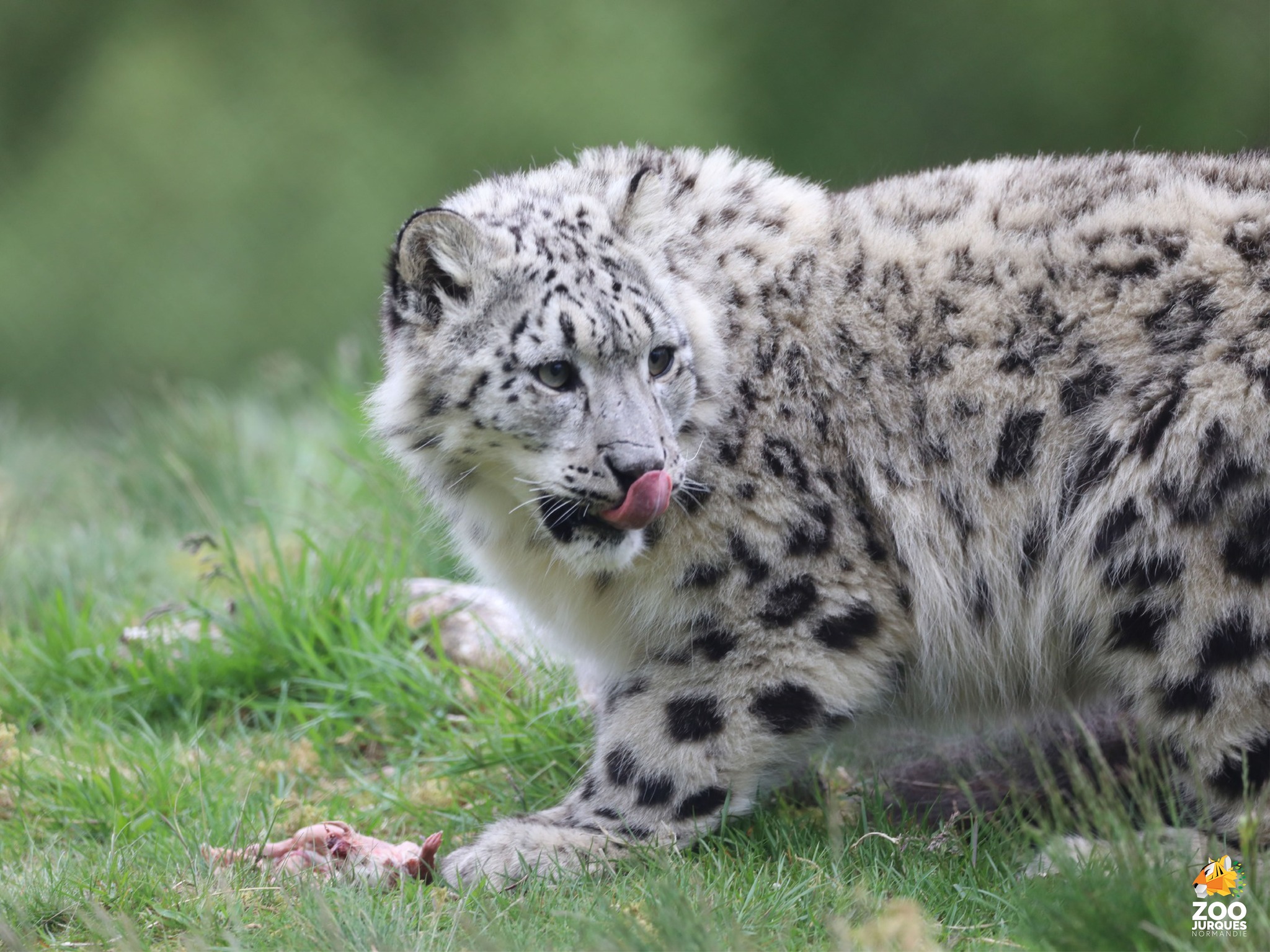 Lire la suite à propos de l’article NOYON et les formalités douanières de Maya la panthère des neiges