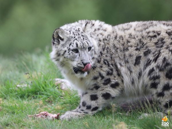 NOYON Douane et le zoo de Jurques (14)
